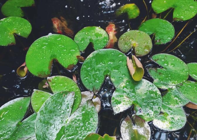 濟南庭院設(shè)計怡樂花園丨丁丁花友會——植物越夏養(yǎng)護